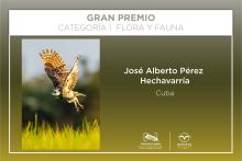 Gran premio  concurso online Naturaleza Digital 2025 Gaviota