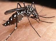 Cuba se organiza para enfrentar virus de chikungunya