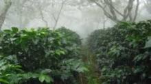 Siembran más de 5 mil hectáreas de café en Santiago de Cuba