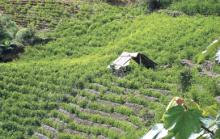 Bolivia y Cuba trabajan en industrialización de la hoja de coca