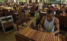 Cuba espera alta producción de puros a pesar de cosecha complicada