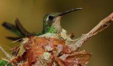 Convocan al 1er. Taller-Concurso Foto al Vuelo 2014