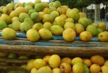 ONU y Agencia Cooperativa Española  diseñan programa de frutales en Santiago de Cuba