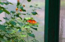 Primer mariposario de Cuba abre este mes (+Programa de Actividades)