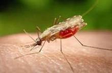 Las enfermedades infecciosas y los riesgos para el turista