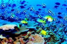Jardines de la Reina atrae turismo especializado a Cuba