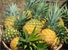 La piña cubana llega a Europa