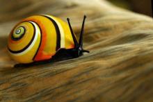 Al borde de la extinción el caracol más bello del mundo