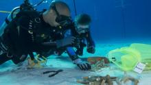 Acuario de Florida ayuda a crear vivero de coral en Cuba