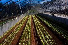 Proyecto agropecuario favorece a Santiago de Cuba