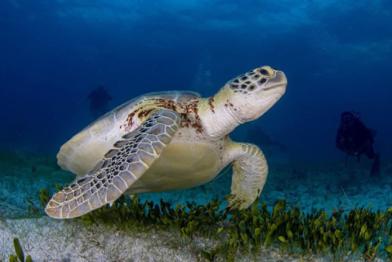 Tortugas marinas y la magia de las playas de Cayo Coco